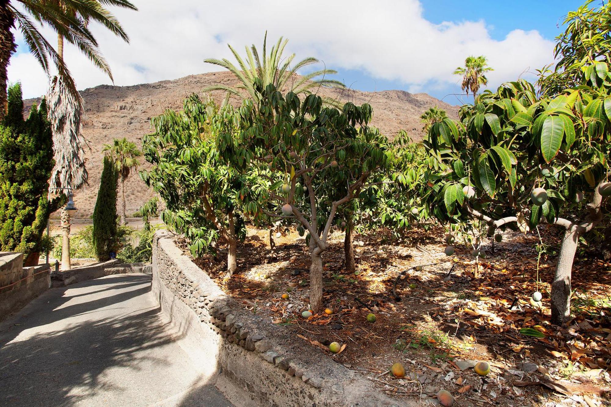 Paraiso Del Molinero Bajo Mogán المظهر الخارجي الصورة