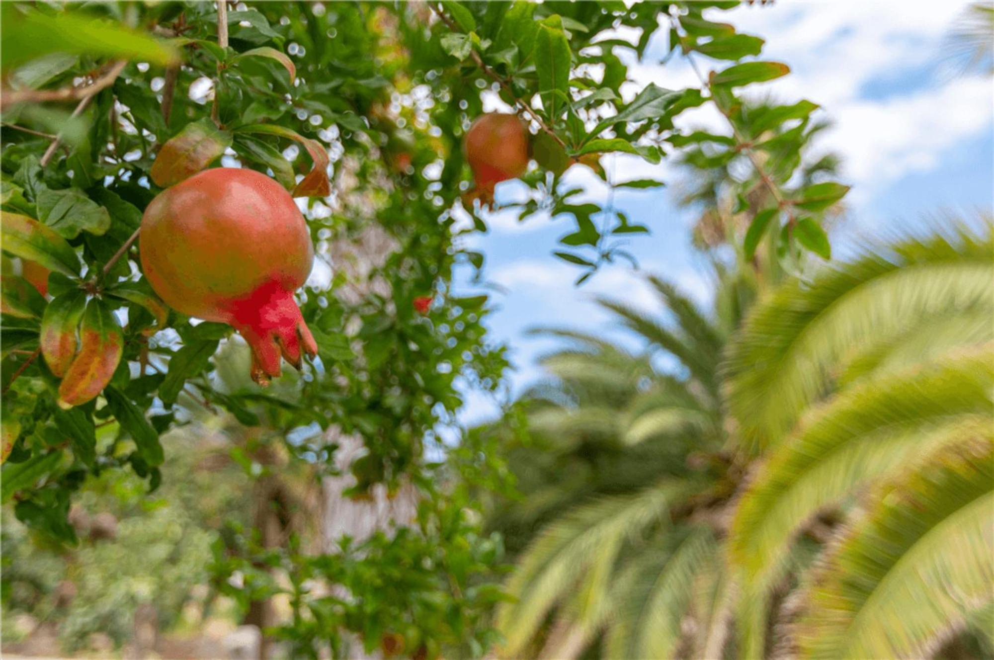 Paraiso Del Molinero Bajo Mogán المظهر الخارجي الصورة